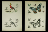 Modèles coloris. 75 planches lithographiques. (sur 100 ?). Qqs planches signées ‘le Breton - Cerisier - V. Adam ou Josephine Ducollet’.
