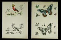 Modèles coloris. 75 planches lithographiques. (sur 100 ?). Qqs planches signées ‘le Breton - Cerisier - V. Adam ou Josephine Ducollet’.
