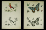 Modèles coloris. 75 planches lithographiques.  (sur 100 ?). Qqs planches signées ‘le Breton - Cerisier - V. Adam ou Josephine Ducollet’.. ADAM, ...