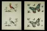 Modèles coloris. 75 planches lithographiques.  (sur 100 ?). Qqs planches signées ‘le Breton - Cerisier - V. Adam ou Josephine Ducollet’.. ADAM, ...