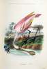 Histoire naturelle des oiseaux, suivant la classification de M. Isidore Geoffroy-Saint-Hilaire. Avec l'indication de leurs moeurs, et de leurs ...