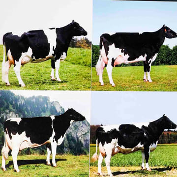 100 ans en noir et blanc. (Histoire de la race de vaches n./bl. fribourgeoises et Holstein).. COUCHEPIN, Pascal / ROULIN, André: