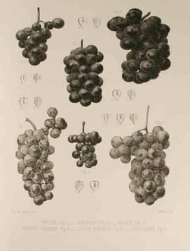 Histoire des principales variétés et espèces de vignes d’origine américaine qui résistent au phylloxéra.. MILLARDET, A.: