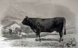 Les races bovines, au concours universel agricole de Paris en 1856'. ‘Etudes zootechniques. 2 volumes (Text & Atlas). . BAUDEMENT, Émile: