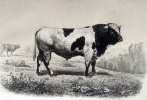 Les races bovines, au concours universel agricole de Paris en 1856'. ‘Etudes zootechniques. 2 volumes (Text & Atlas). . BAUDEMENT, Émile: