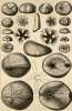 Synopsis des échinides fossiles. Text + Atlas. Ens. 2 volumes.. DESOR, E. (Edouard) (1811-1882) :