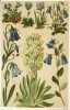 Coloured Vade-Mecum to the Alpine Flora. 10th and 11th edition. . SCHRÖTER, L. & C.: 