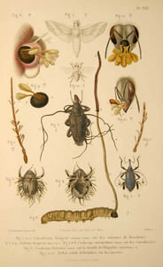 Histoire naturelle des végétaux parasites qui croissent sur l'homme et les animaux vivants. Text & Atlas.