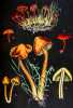 Les champignons comestibles et les espèces vénéneuses avec lesquelles ils pourraient être confondus. Décrits et peints d'après nature. Par F. Leuba, ...