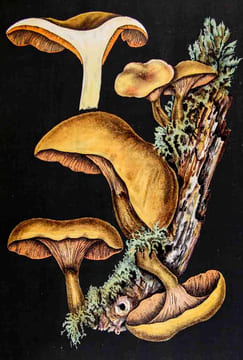 Les champignons comestibles et les espèces vénéneuses avec lesquelles ils pourraient être confondus. Décrits et peints d'après nature. Par F. Leuba, ...