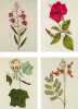 Atlas botanique avec 87 planches de fleurs, leurs nom en latin et en français, description en français, gravée en cursif, sous l’image, Fleurs ...