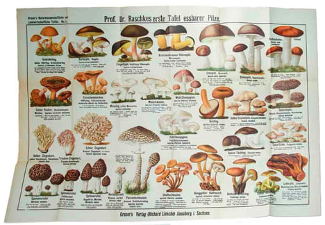 Prof Dr. Raschkes erste Tafel essbarer Pilze + zweite Tafel essbarer Pilze. [= Graser's naturwissenschaftliche und landwirtschaftliche Tafeln, (No. 1 ...
