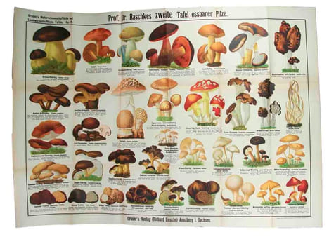 Prof Dr. Raschkes erste Tafel essbarer Pilze + zweite Tafel essbarer Pilze. [= Graser's naturwissenschaftliche und landwirtschaftliche Tafeln, (No. 1 ...