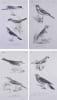 Histoire des oiseaux d'Europe (passereaux). Deuxi&egrave;me &eacute;dition revue et corrig&eacute;e.. PR&Eacute;VOST, Florent & LEMAIRE:
