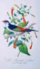 Histoire naturelle des oiseaux, suivant la classification de M. Isidore Geoffroy-Saint-Hilaire. Avec l'indication de leurs moeurs, et de leurs ...