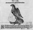 (Historia naturalis theil:) Vogelbuch (Von den V&ouml;geln /ihrer Natur / Art und Eygenschafft). Aus Plinius: B&uuml;cher und Schrifften von der Natur, ...