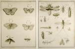 Histoire abrégée des insectes (qui se trouvent aux environs de Paris), dans laquelle ces animaux sont rangés suivant un ordre méthodique. Nouvelle ...