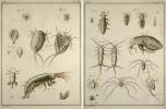 Histoire abrégée des insectes (qui se trouvent aux environs de Paris), dans laquelle ces animaux sont rangés suivant un ordre méthodique. Nouvelle ...