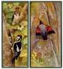 Les oiseaux de chez nous.Reproductions d'aquarelles de Léon Paul &  Paul-A. Robert, fils. Collection de feuilles séparées.. ROBERT, Léon Paul ...