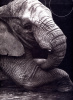 Zoo. (photogr. en n/bl. Photographien sch.-w).. HEERY, Gary: