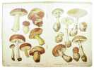 Les champignons comestibles et vénéneux. Quatre planches hors texte tirées sur (papier) vélin en chromolithographie. 33 champignons grandeur ...