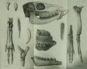 Recherches anatomiques, zoologiques et paléontologiques sur la famille des Chevrotains.. MILNE EDWARDS, Alphonse (1835-1900):