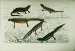Histoire naturelle des reptiles et des batraciens. ‘Faune des Vertébrés de la Suisse’, Vol. 3.. FATIO, Victor (1838-1906):             