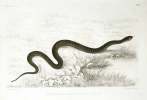 Histoire naturelle des reptiles et des batraciens. ‘Faune des Vertébrés de la Suisse’, Vol. 3.. FATIO, Victor (1838-1906):             