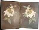 Liberia. With an appendix on the flora of Liberia by Otto Stapf. In 2 volumes.. JOHNSTON, Harry: