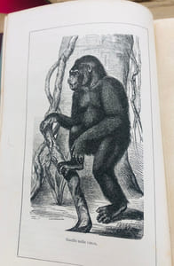 LES SINGES ANTHROPOÏDES ET LEUR ORGANISATION COMPAREE A CELLE DE L’HOMME .