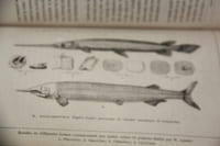 Lettres sur la révolution du globe par Alexandre Bertrand, docteur en médecine .... suivies des notes par MM. Arago, Elie de Beaumont, Ad. Brongniard etc... et précédée d'une préface par J. Bertrand, membre de l'Institut. Paris, Collection Hetzel