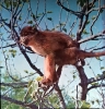 Boubou le petit singe. Anne-Marie Pajot  Photographie Yves Vial