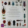Insectes - Coléoptères. Steve Jenkins