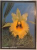 Orquidea naivas de Colombia - Volumen 1 : Acacalis-Dryadella. Collectif