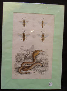 Planche sciences naturelles : myzines/naja (pl.401)