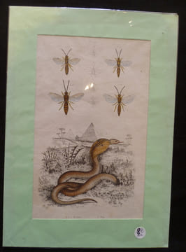 Planche sciences naturelles : myzines/naja (pl.401). Anonyme