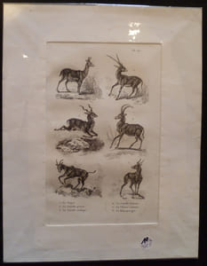Gravure animalière : bovidés (pl.25), tirée de l'Histoire naturelle de Buffon