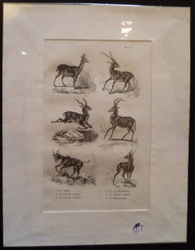Gravure animalière : bovidés (pl.25), tirée de l'Histoire naturelle de Buffon. Buffon
