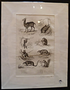 Gravure animalière : mammifères (pl.31), tirée de l'Histoire naturelle de Buffon