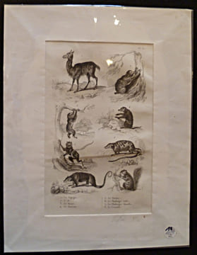 Gravure animalière : mammifères (pl.31), tirée de l'Histoire naturelle de Buffon. Buffon