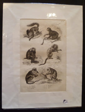 Gravure animalière : singes (pl.42), tirée de l'Histoire naturelle de Buffon. Buffon