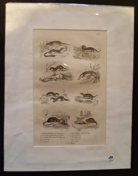 Gravure animalière : petits mammifères (pl.6), tirée de l'Histoire naturelle de Buffon. Buffon