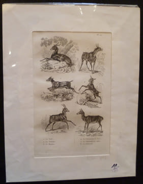 Gravure animalière : herbivores (pl.27), tirée de l'Histoire naturelle de Buffon. Buffon