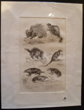 Gravure animalière : petits mammifères (pl.29), tirée de l'Histoire naturelle de Buffon. Buffon