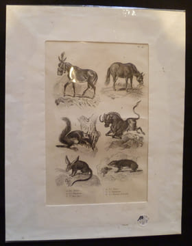 Gravure animalière : mammifères (pl.43), tirée de l'Histoire naturelle de Buffon. Buffon