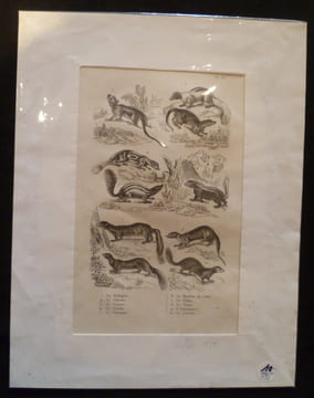 Gravure animalière : petits mammifères (pl.33), tirée de l'Histoire naturelle de Buffon. Buffon