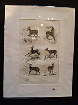 Gravure animalière : bovidés (pl.24), tirée de l'Histoire naturelle de Buffon. Buffon