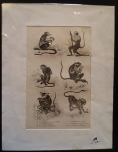 Gravure animalière : singes (pl.39), tirée de l'Histoire naturelle de Buffon