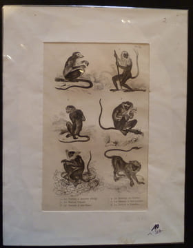 Gravure animalière : singes (pl.39), tirée de l'Histoire naturelle de Buffon. Buffon