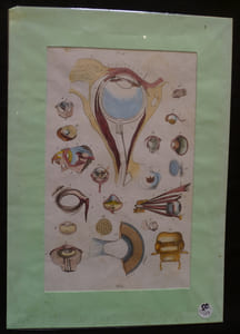 Planche sciences naturelles : l'oeil (pl.417)